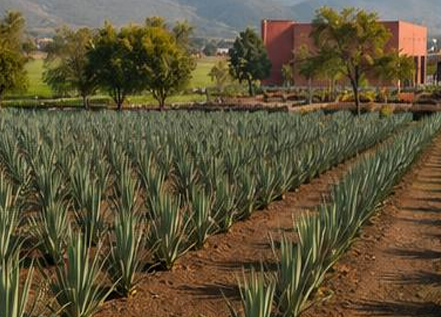 TEQUILA PATRÓN - Fotografía 4